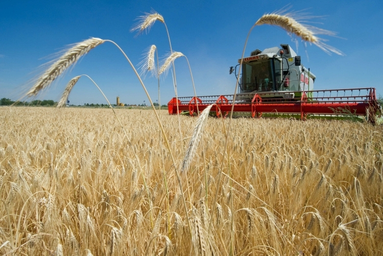 Сельское хозяйство